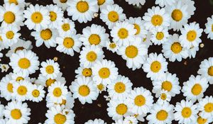 Preview wallpaper daisies, flowers, buds, glade