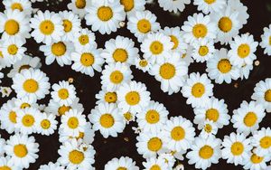 Preview wallpaper daisies, flowers, buds, glade