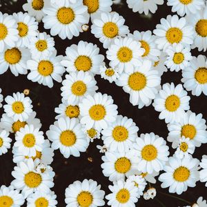 Preview wallpaper daisies, flowers, buds, glade