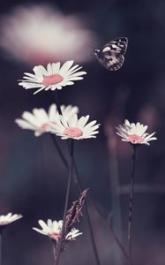 Preview wallpaper daisies, flowers, butterfly, macro
