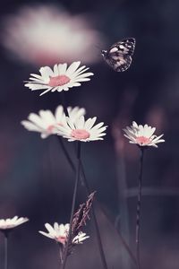 Preview wallpaper daisies, flowers, butterfly, macro