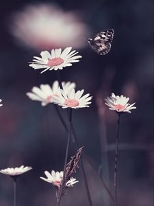 Preview wallpaper daisies, flowers, butterfly, macro