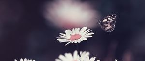 Preview wallpaper daisies, flowers, butterfly, macro