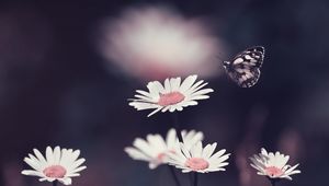 Preview wallpaper daisies, flowers, butterfly, macro