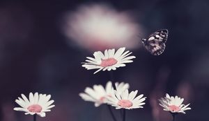 Preview wallpaper daisies, flowers, butterfly, macro
