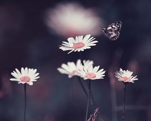 Preview wallpaper daisies, flowers, butterfly, macro
