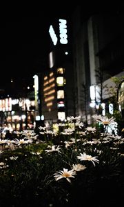 Preview wallpaper daisies, flowers, city, street, night