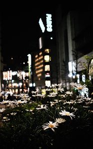 Preview wallpaper daisies, flowers, city, street, night