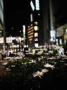 Preview wallpaper daisies, flowers, city, street, night