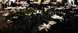 Preview wallpaper daisies, flowers, city, street, night