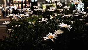 Preview wallpaper daisies, flowers, city, street, night