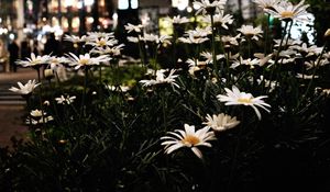 Preview wallpaper daisies, flowers, city, street, night