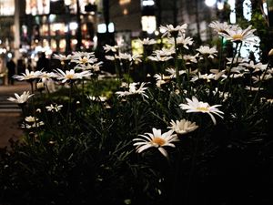 Preview wallpaper daisies, flowers, city, street, night