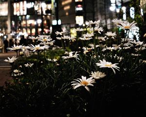 Preview wallpaper daisies, flowers, city, street, night