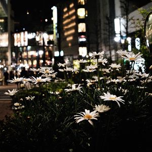 Preview wallpaper daisies, flowers, city, street, night