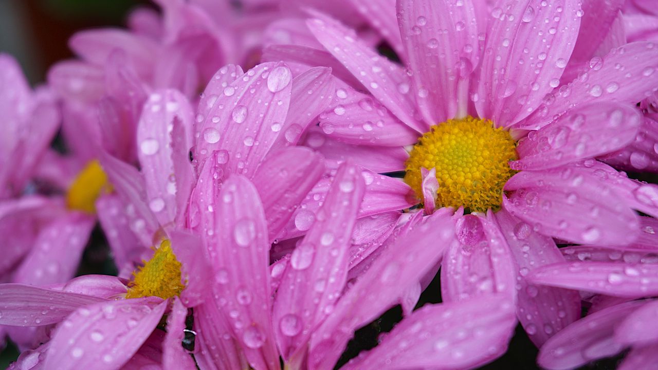 Wallpaper daisies, flowers, drops, pink, macro