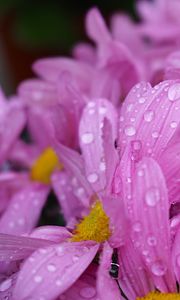 Preview wallpaper daisies, flowers, drops, pink, macro