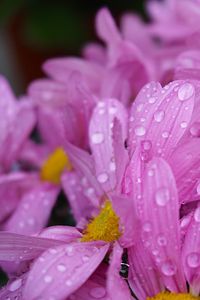 Preview wallpaper daisies, flowers, drops, pink, macro