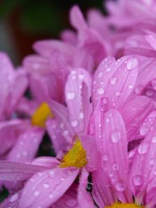 Preview wallpaper daisies, flowers, drops, pink, macro