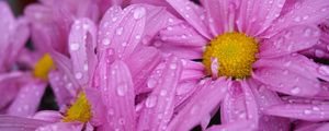 Preview wallpaper daisies, flowers, drops, pink, macro