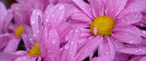 Preview wallpaper daisies, flowers, drops, pink, macro