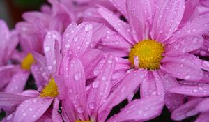 Preview wallpaper daisies, flowers, drops, pink, macro