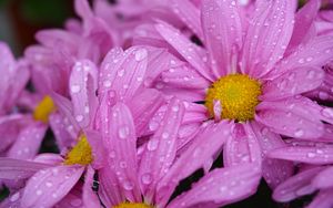 Preview wallpaper daisies, flowers, drops, pink, macro