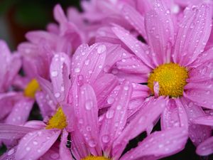 Preview wallpaper daisies, flowers, drops, pink, macro