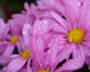 Preview wallpaper daisies, flowers, drops, pink, macro