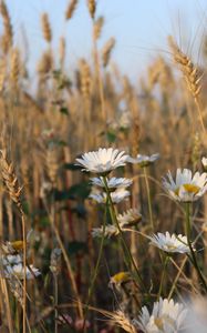 Preview wallpaper daisies, flowers, ears, nature, plants