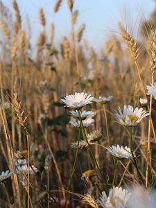 Preview wallpaper daisies, flowers, ears, nature, plants