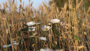 Preview wallpaper daisies, flowers, ears, nature, plants