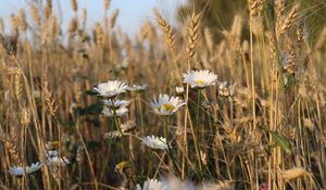 Preview wallpaper daisies, flowers, ears, nature, plants