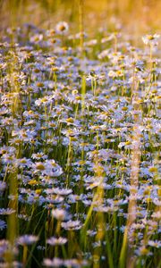 Preview wallpaper daisies, flowers, field, lots
