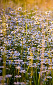 Preview wallpaper daisies, flowers, field, lots