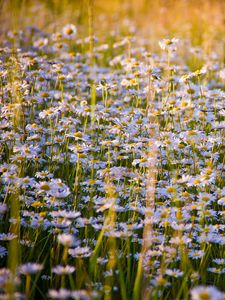 Preview wallpaper daisies, flowers, field, lots