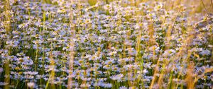 Preview wallpaper daisies, flowers, field, lots