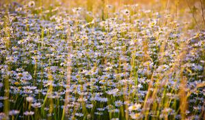 Preview wallpaper daisies, flowers, field, lots