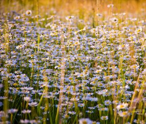 Preview wallpaper daisies, flowers, field, lots