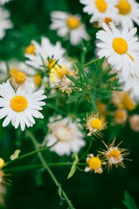 Preview wallpaper daisies, flowers, field