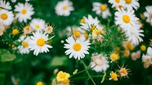 Preview wallpaper daisies, flowers, field