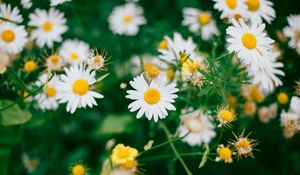 Preview wallpaper daisies, flowers, field