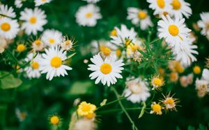 Preview wallpaper daisies, flowers, field