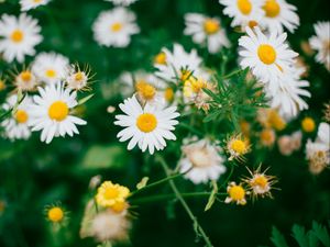 Preview wallpaper daisies, flowers, field