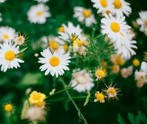 Preview wallpaper daisies, flowers, field