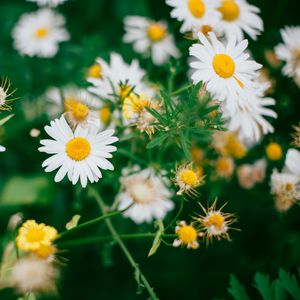 Preview wallpaper daisies, flowers, field