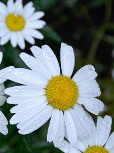 Preview wallpaper daisies, flowers, field, drops, dew