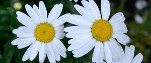 Preview wallpaper daisies, flowers, field, drops, dew