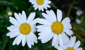 Preview wallpaper daisies, flowers, field, drops, dew