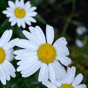 Preview wallpaper daisies, flowers, field, drops, dew